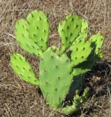 prickly pear